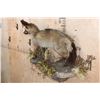 Image 3 : Life-sized BAT-EARED FOX on a Decorative Wall Base