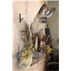 Image 4 : Life-sized BAT-EARED FOX on a Decorative Wall Base