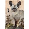 Image 5 : Life-sized BAT-EARED FOX on a Decorative Wall Base