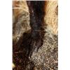 Image 7 : Life-sized BAT-EARED FOX on a Decorative Wall Base