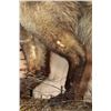 Image 8 : Life-sized BAT-EARED FOX on a Decorative Wall Base