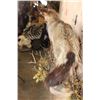 Image 9 : Life-sized BAT-EARED FOX on a Decorative Wall Base