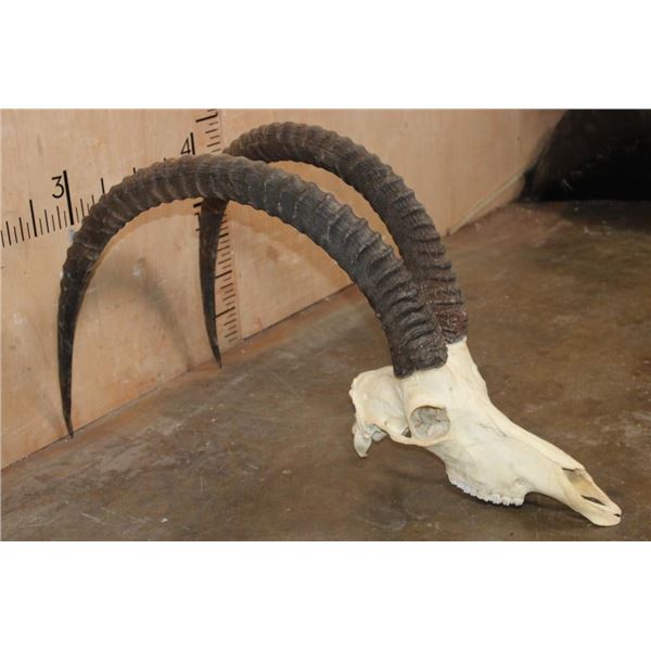 Huge *Trophy Size* XXL SABLE Skull