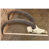 Image 3 : Huge *Trophy Size* XXL SABLE Skull