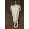 Image 5 : Huge *Trophy Size* XXL SABLE Skull