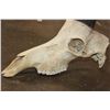 Image 6 : Huge *Trophy Size* XXL SABLE Skull