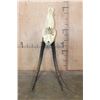 Image 7 : Huge *Trophy Size* XXL SABLE Skull