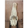 Image 8 : Huge *Trophy Size* XXL SABLE Skull