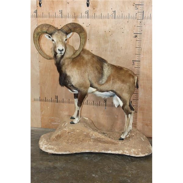 Big Life-sized MOUFLON on a Natural Base