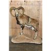 Image 1 : Big Life-sized MOUFLON on a Natural Base