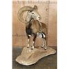 Image 2 : Big Life-sized MOUFLON on a Natural Base