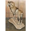 Image 3 : Big Life-sized MOUFLON on a Natural Base