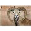 Image 4 : Big Life-sized MOUFLON on a Natural Base