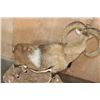 Image 7 : Big Life-sized MOUFLON on a Natural Base