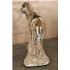 Image 8 : Big Life-sized MOUFLON on a Natural Base