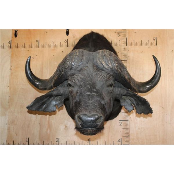 XL CAPE BUFFALO Shoulder Mount