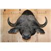 Image 1 : XL CAPE BUFFALO Shoulder Mount