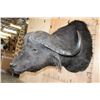 Image 2 : XL CAPE BUFFALO Shoulder Mount