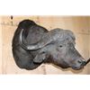 Image 3 : XL CAPE BUFFALO Shoulder Mount