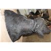 Image 4 : XL CAPE BUFFALO Shoulder Mount