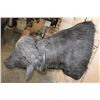 Image 5 : XL CAPE BUFFALO Shoulder Mount