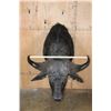 Image 6 : XL CAPE BUFFALO Shoulder Mount