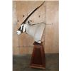 Image 2 : XL GEMSBOK on a Wood Pedestal