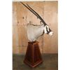 Image 3 : XL GEMSBOK on a Wood Pedestal