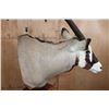 Image 4 : XL GEMSBOK on a Wood Pedestal