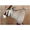 Image 5 : XL GEMSBOK on a Wood Pedestal