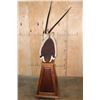 Image 6 : XL GEMSBOK on a Wood Pedestal