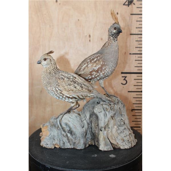 2 Life-sized BENSON'S QUAIL (Male and Female) on a Driftwood Base