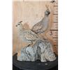 Image 1 : 2 Life-sized BENSON'S QUAIL (Male and Female) on a Driftwood Base