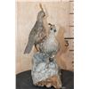 Image 5 : 2 Life-sized BENSON'S QUAIL (Male and Female) on a Driftwood Base