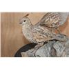 Image 6 : 2 Life-sized BENSON'S QUAIL (Male and Female) on a Driftwood Base
