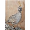 Image 7 : 2 Life-sized BENSON'S QUAIL (Male and Female) on a Driftwood Base