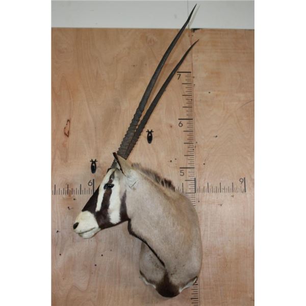 Big GEMSBOK Shoulder Mount