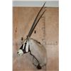 Image 1 : Big GEMSBOK Shoulder Mount