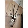 Image 2 : Big GEMSBOK Shoulder Mount