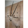 Image 3 : Big GEMSBOK Shoulder Mount