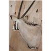 Image 4 : Big GEMSBOK Shoulder Mount