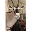 Image 5 : Big GEMSBOK Shoulder Mount