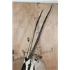 Image 6 : Big GEMSBOK Shoulder Mount