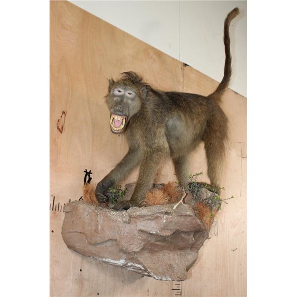 Life-sized BABOON on a Decorative Rock Wall Base