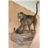 Image 1 : Life-sized BABOON on a Decorative Rock Wall Base
