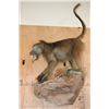 Image 2 : Life-sized BABOON on a Decorative Rock Wall Base
