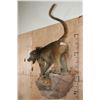 Image 3 : Life-sized BABOON on a Decorative Rock Wall Base