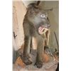 Image 5 : Life-sized BABOON on a Decorative Rock Wall Base