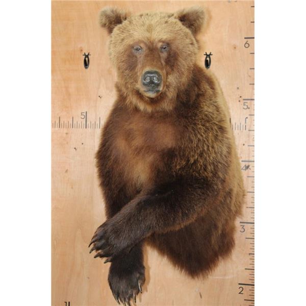 Big Half-body GRIZZLY BEAR with All its Long Claws