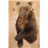 Image 1 : Big Half-body GRIZZLY BEAR with All its Long Claws